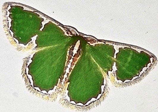 Geometrid Moth (Comostola chlorargyra)